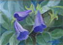 Gloxinia (25 K)